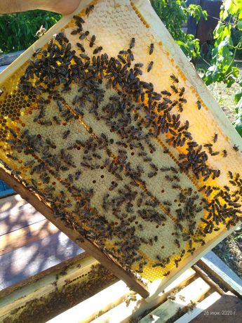 Продам пчел,пчелопакеты