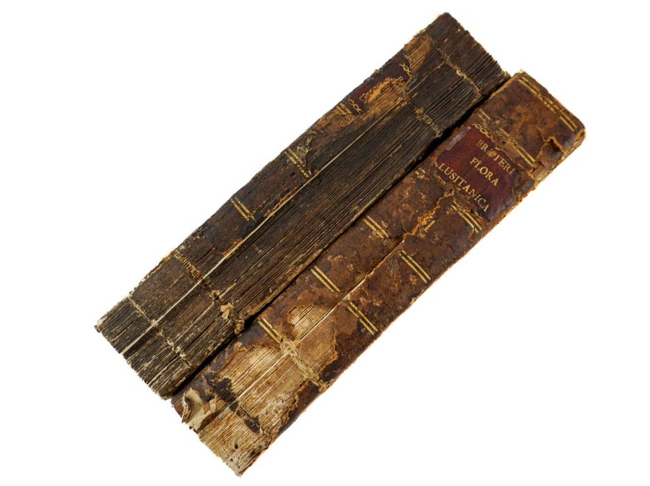 Felix Avelar Brotero - Flora Lusitanica - 1804