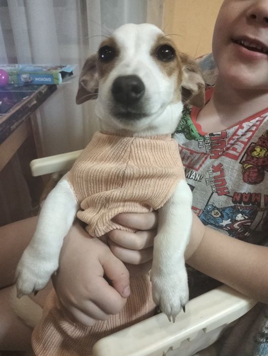 Кому живу ЛЯЛЬКУ? Джек Рассел