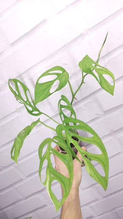 Монстера Адансона monstera adansonii, mint, variegated