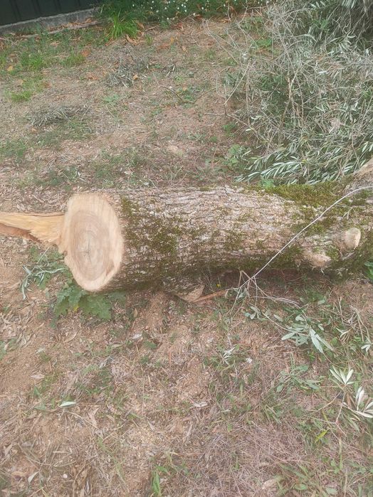 Oliveiras para lenha em local com bons acessos