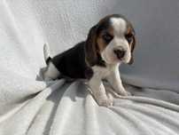 Szczenię rasy Beagle z rodowodem