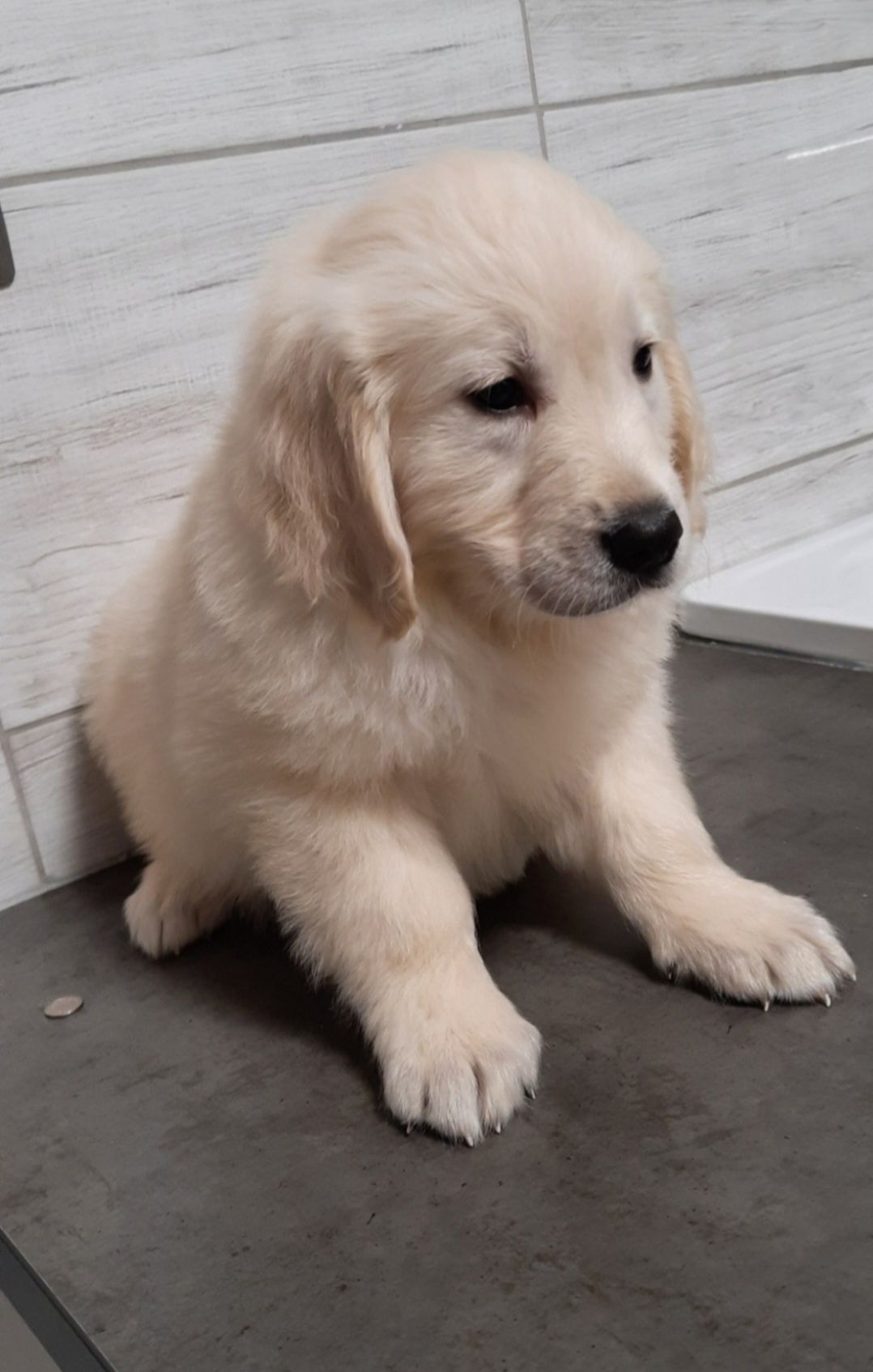 Golden Retriever piesek