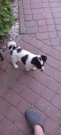 Szczeniak pieski border collie