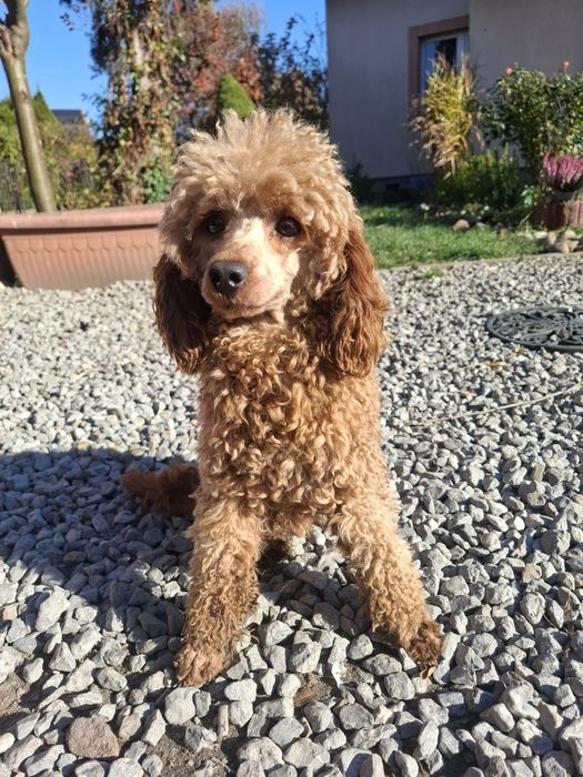 Reproduktor krycie pudel miniatura red