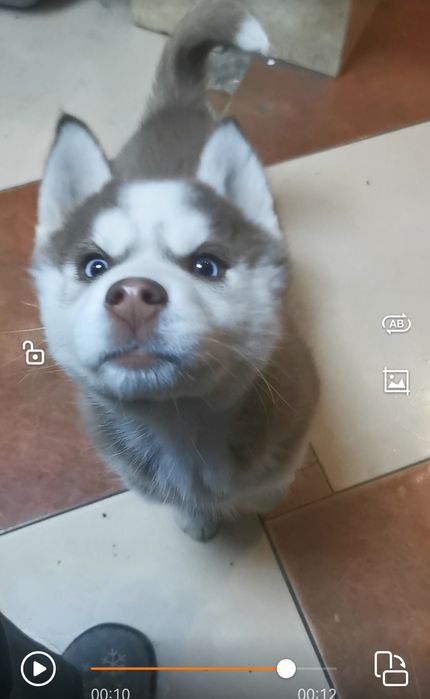 Gotowe do odbioru Niebieskookie Siberian Husky. Rodowód, DNA