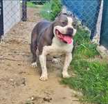 Potężny pies Amstaff