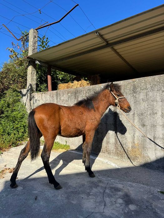 Cavalo Garrano macho