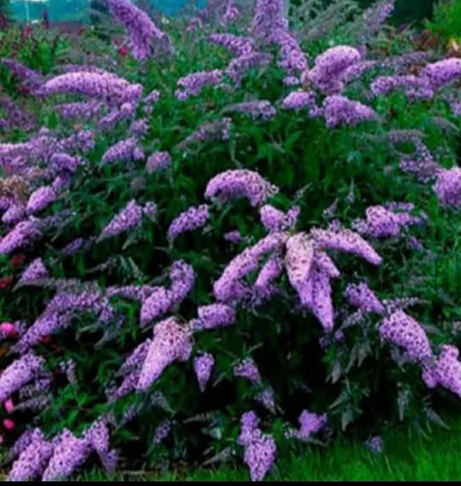 Будлея Давида . Двухрічні садженці.  Висота 30- 60 см.