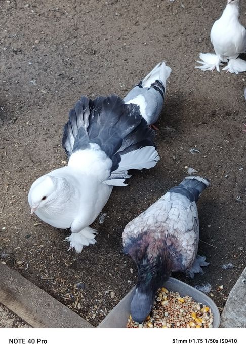 Gołębie ozdobne samczyk