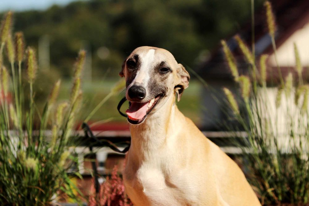 Whippet Chart Angielski, ZKwP/FCI, cudna sunia SATI