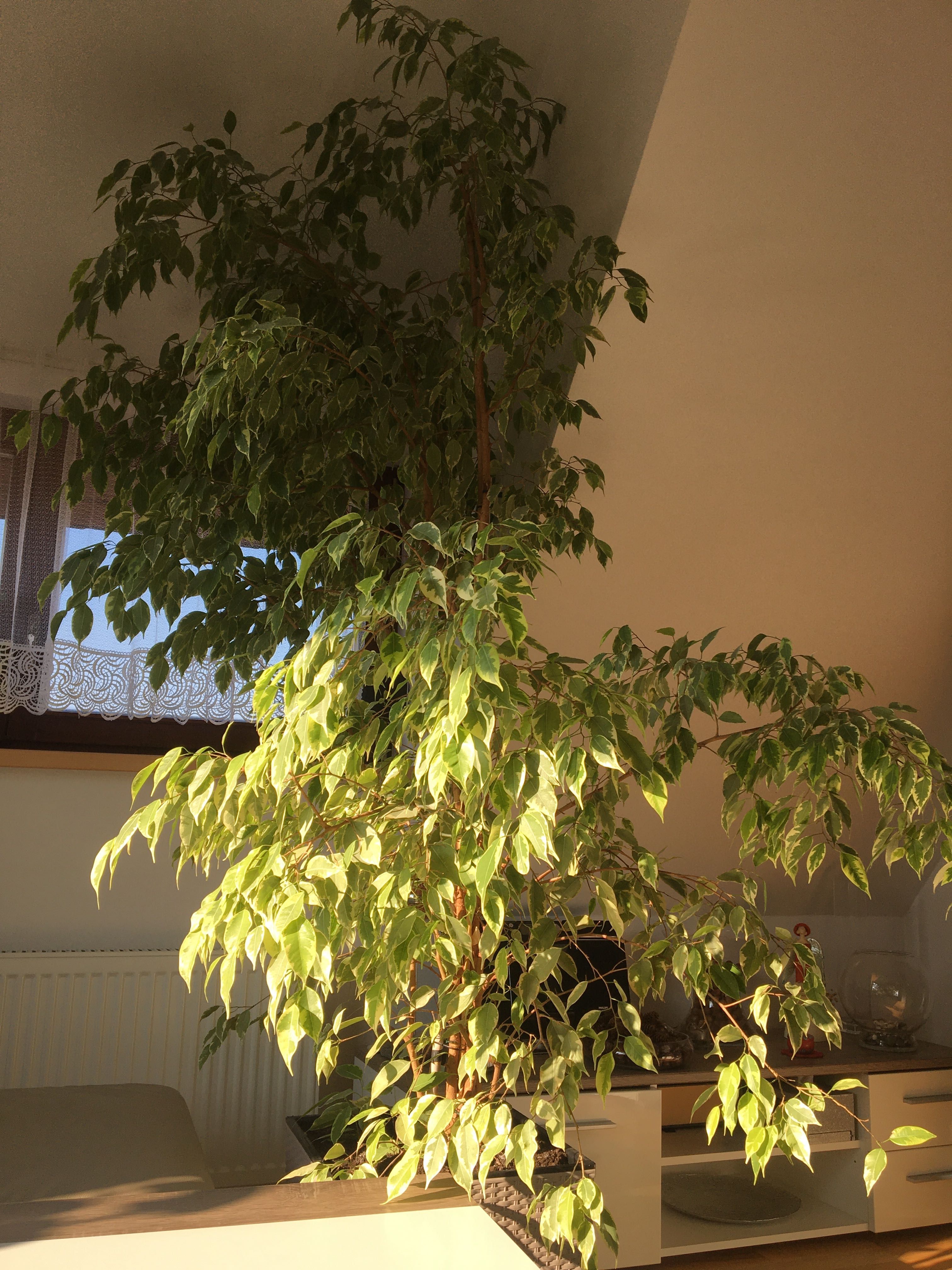 Duży benjaminek wys 230 cm