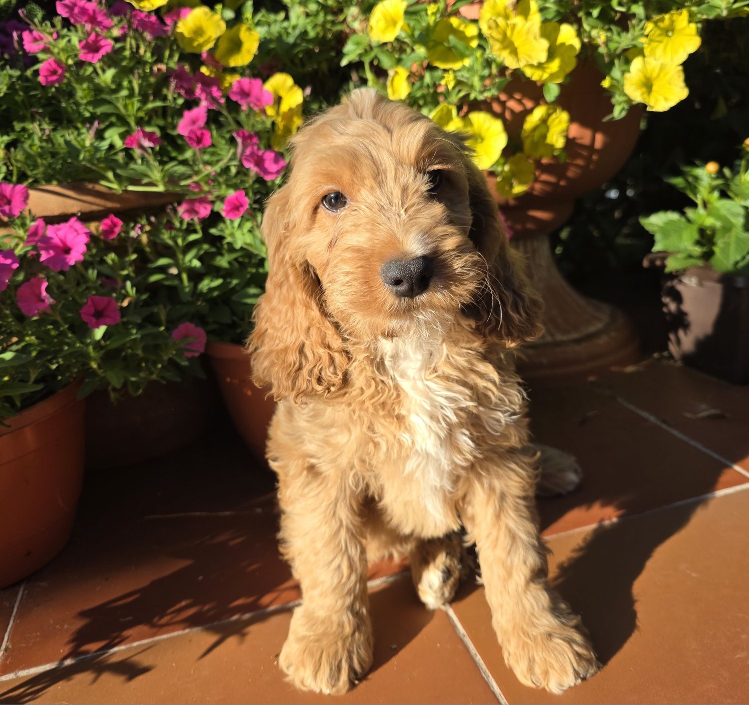 Cockapoo chlopiec cocker spaniel i pudel
