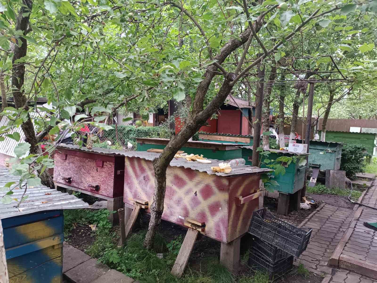 Продам пасіку вулики з бджоло свмями