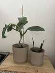 Kwiaty z doniczkami: philodendron hastatum i sansewieria cylindryca
