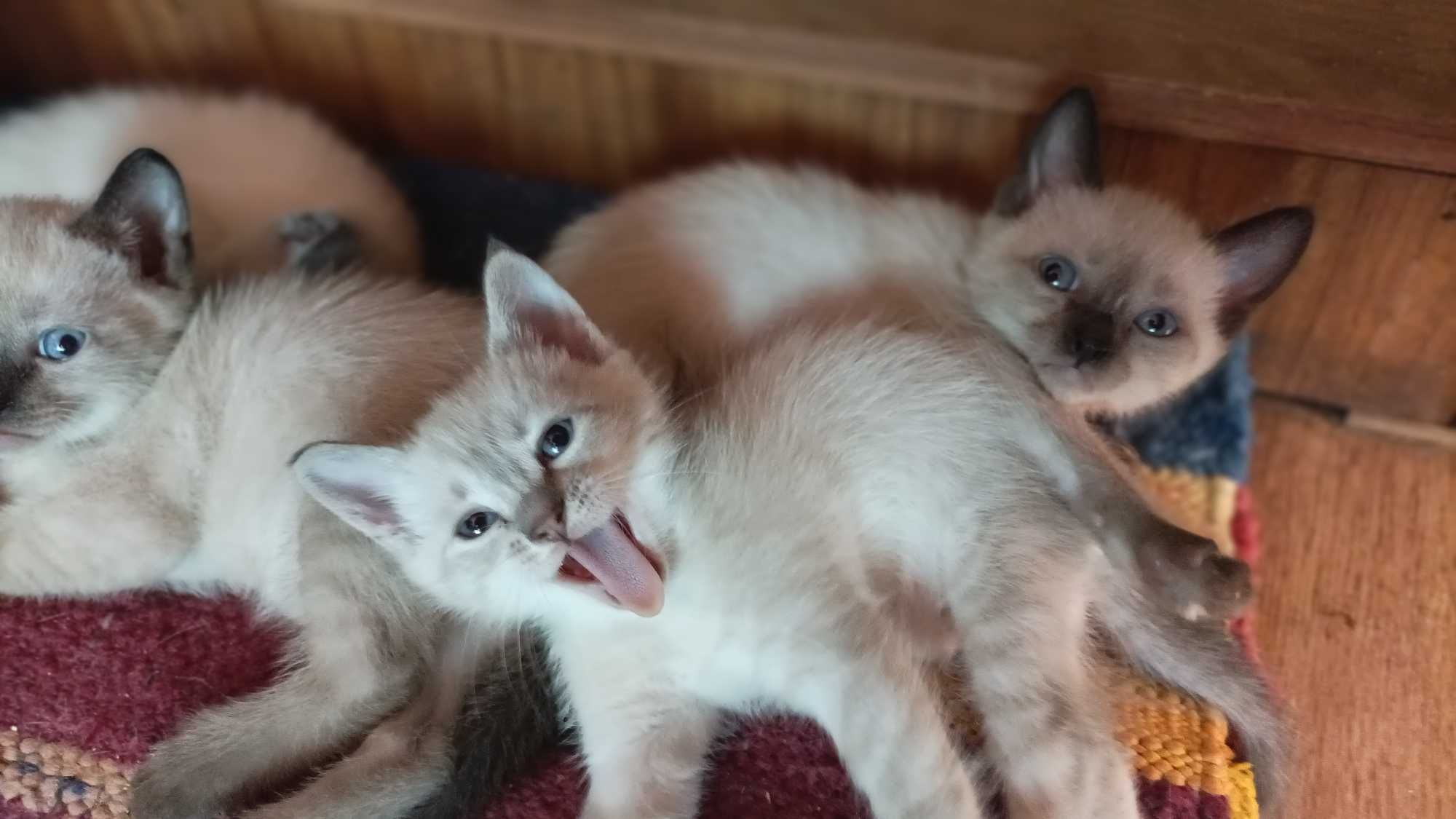 Сіамські кошенята