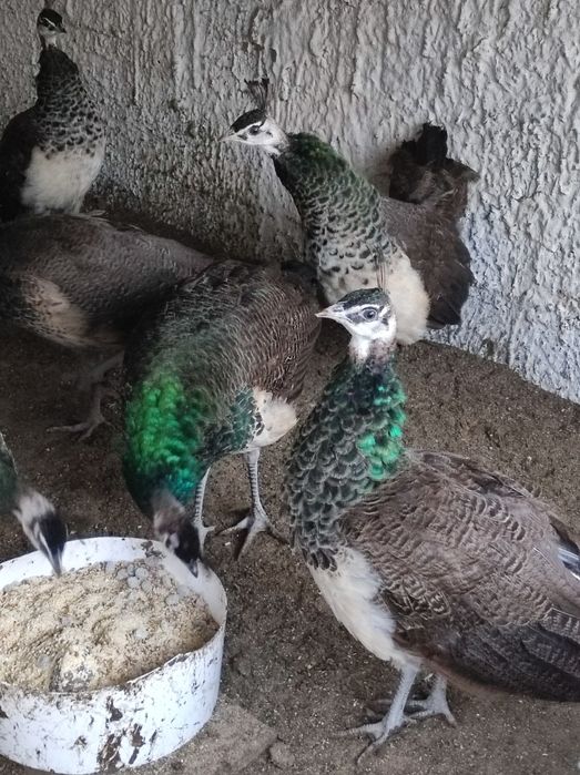 Sprzedam pawie niebieski