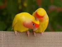 попугаи-неразлучники фишер
