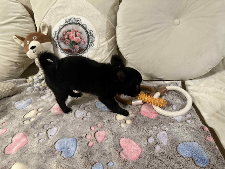 Chihuahua długowłosy mini xxs SAMIEC