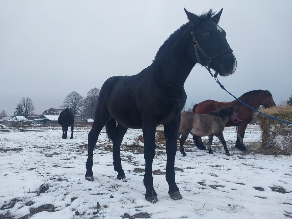 Ogierek zimnokrwisty