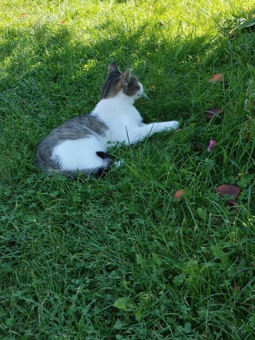 Koteczka roczna z działki