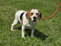 Zoya - suczka beagle szuka domu