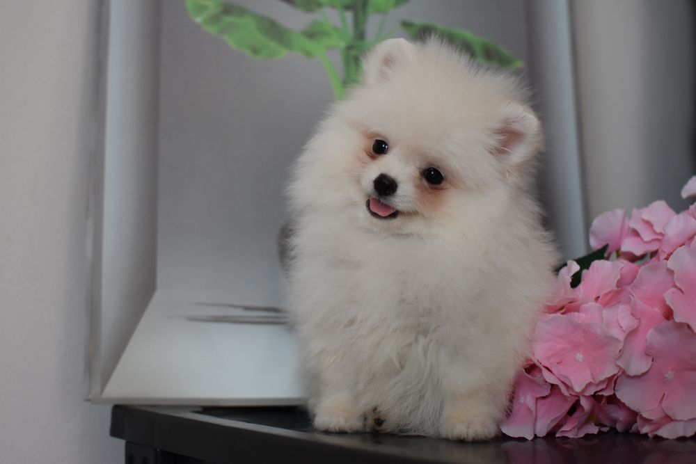 Дівчинка помераночка