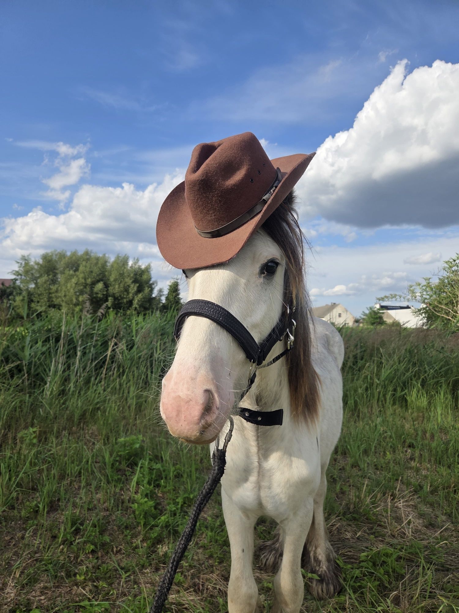 Tinker ogierek  cob