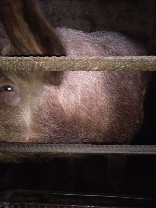 Продам хрЯка Дюрок