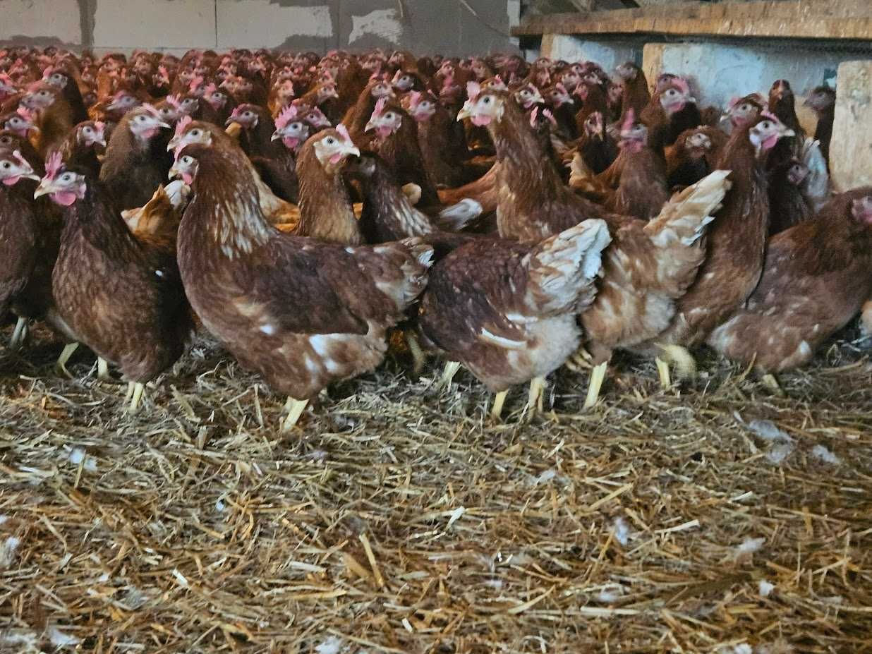 Kurka nioska Tetra brązowa odchowana