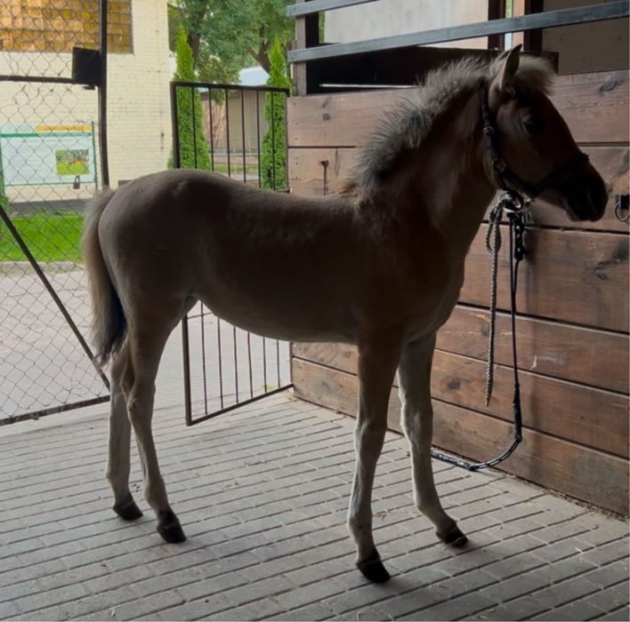 Odsadek zrebak klacz haflinger i fiord