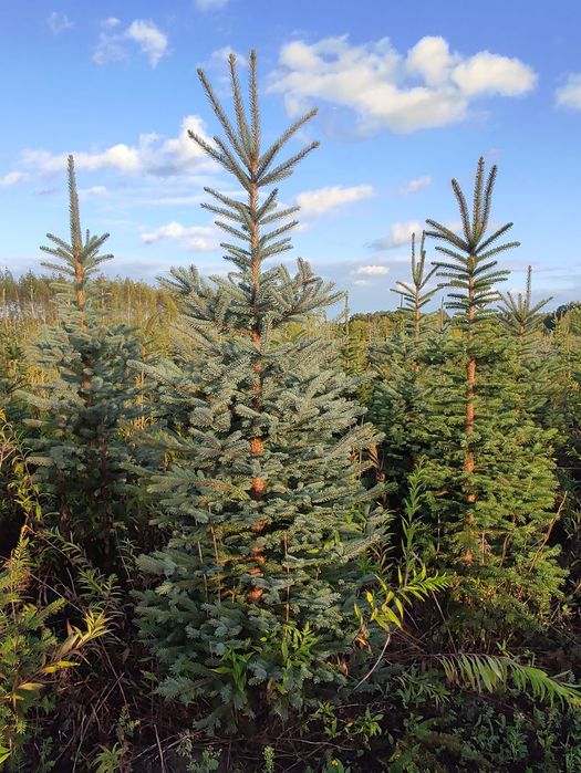Choinki świąteczne