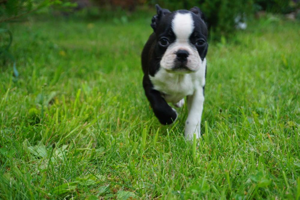 Śliczna sunia boston terrier FCI