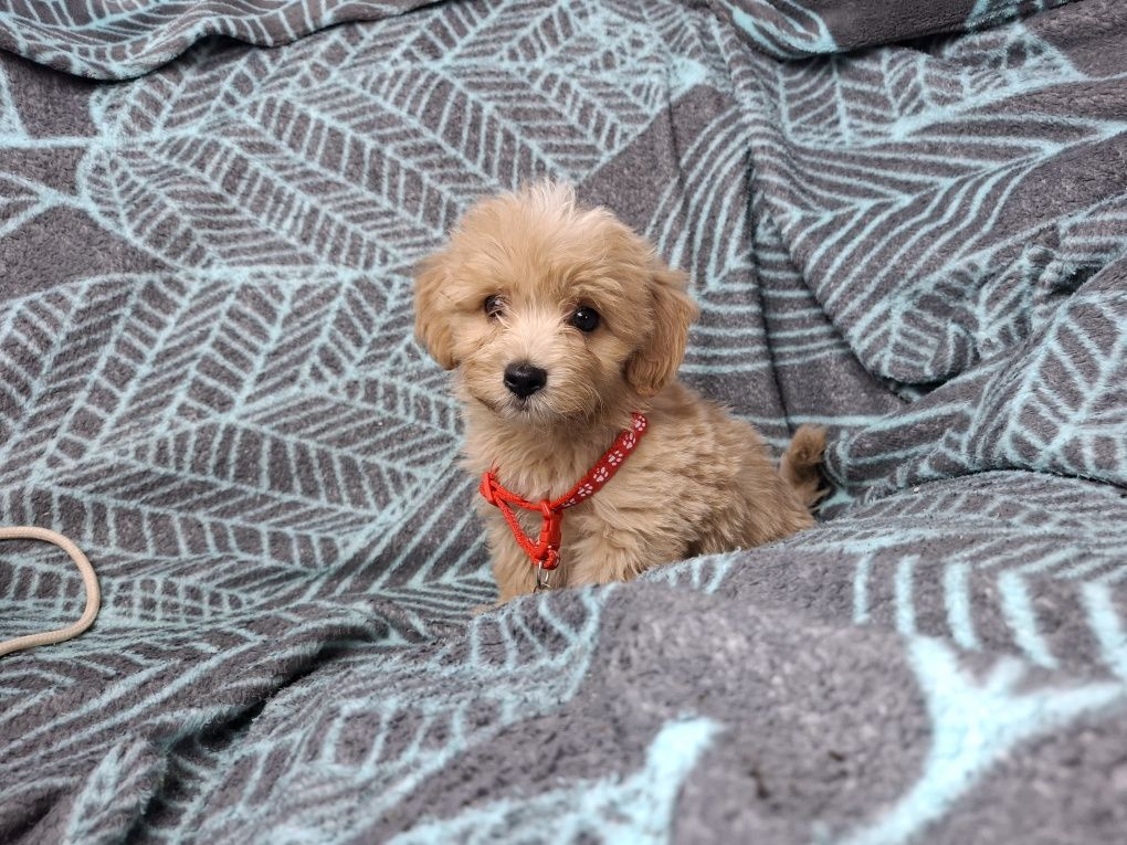 maltipoo szczeniak piesek
