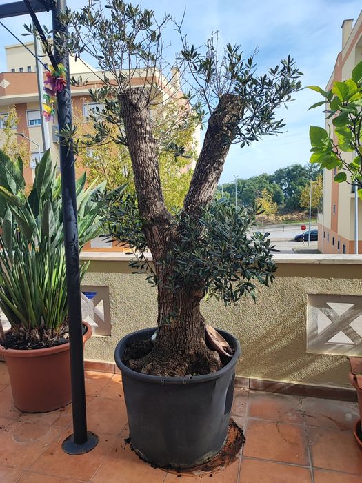 Oliveira antiga grande