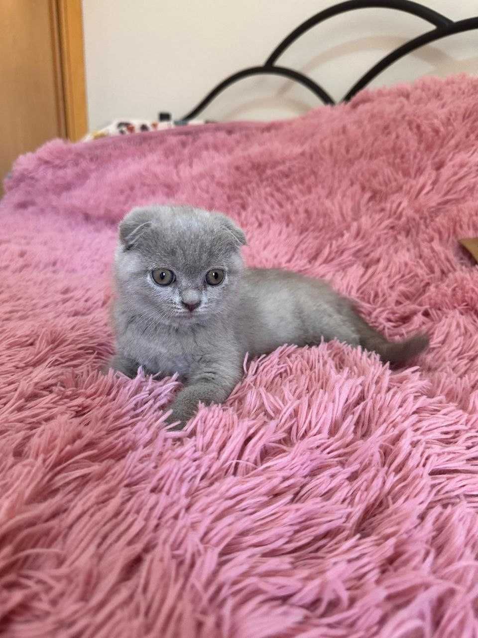 Scottish Fold azul