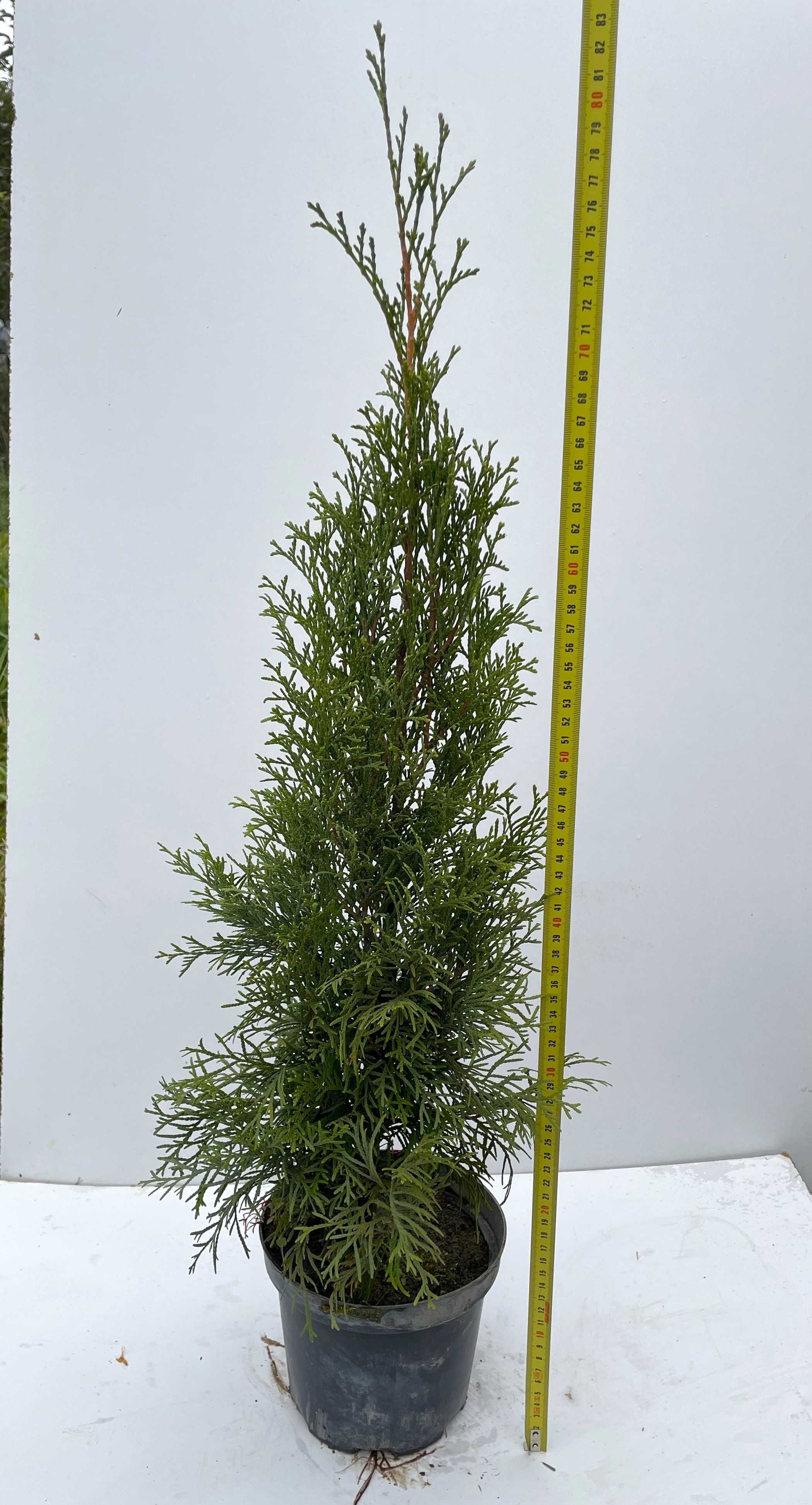 tuja szmaragd, thuja 70-80cm iglaki GĘSTE hurt detal transport wysyłka
