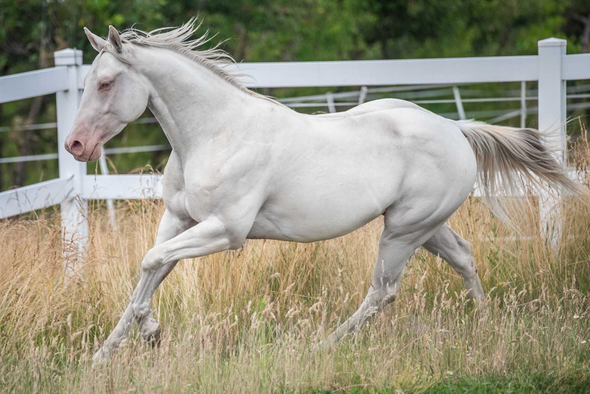 Wałach AQH American Quarter Horse cremello
