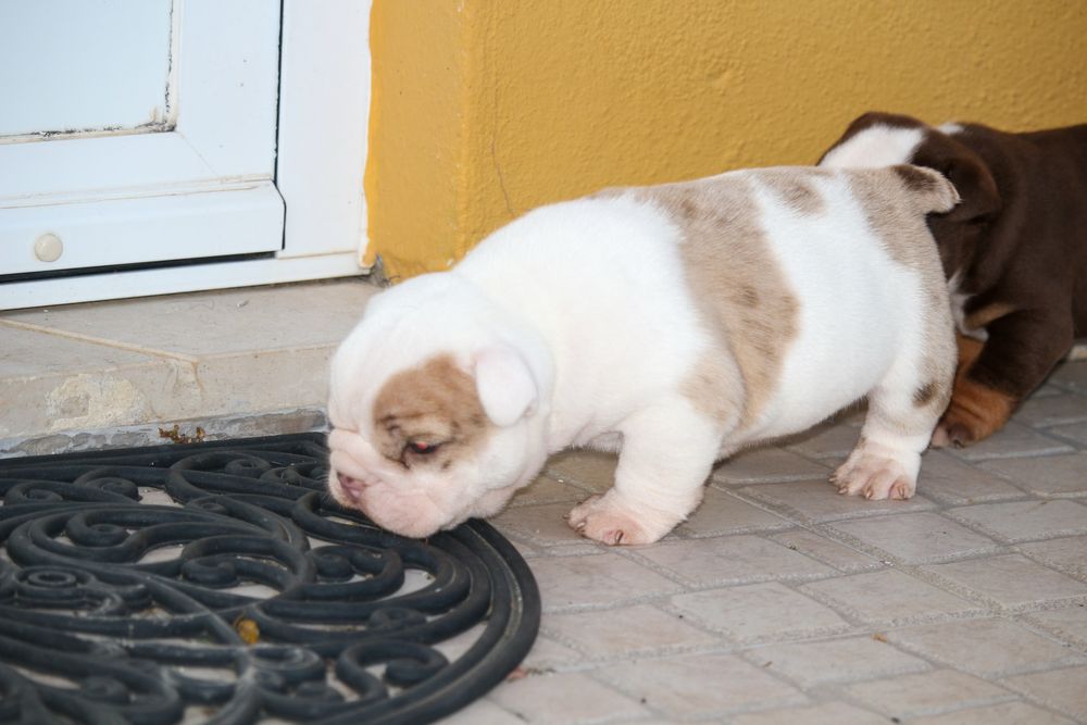 Bulldog ingles exotico