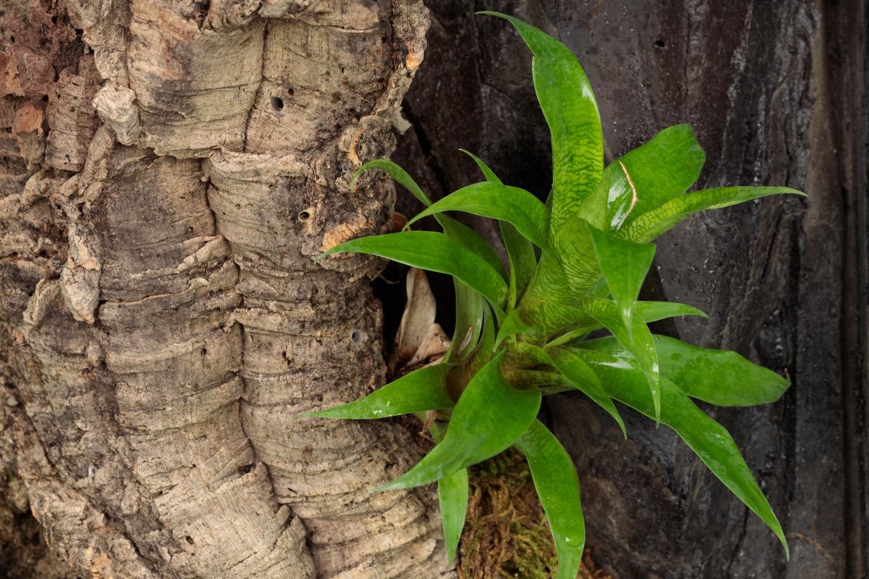 Paludarium vivarium terrarium gekon