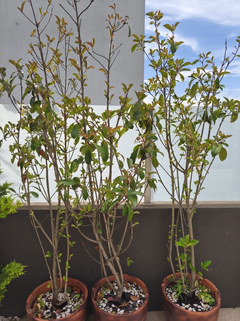 3   Photinia Red Robin