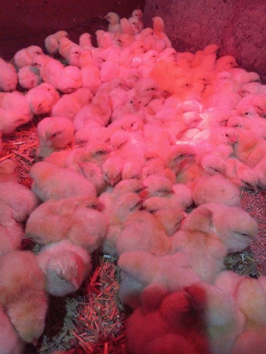 Добовий бройлер кобб500