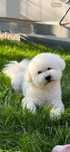 Bichon frise Reproduktor krycie Biszon