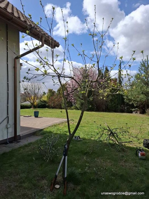 przycinanie żywopłotów tui, wycinanie gałęzi, wycinka drzew i krzewów