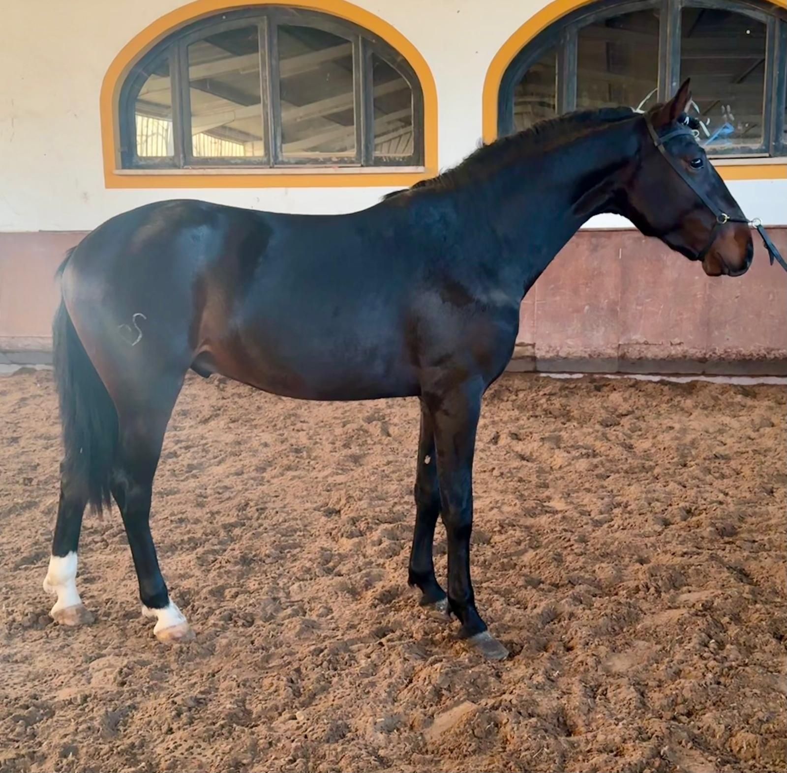 Cavalo   lusitano