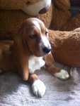 Basset hound urocza suczka