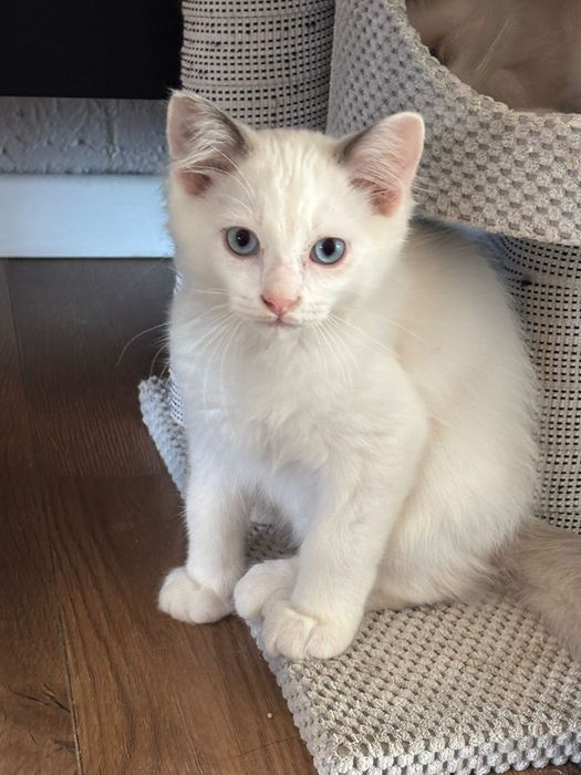 Ragdoll Felinoterapia Piękny Kot FIFE FPL