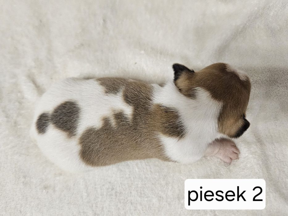 Piesek Jack Russell Terrier