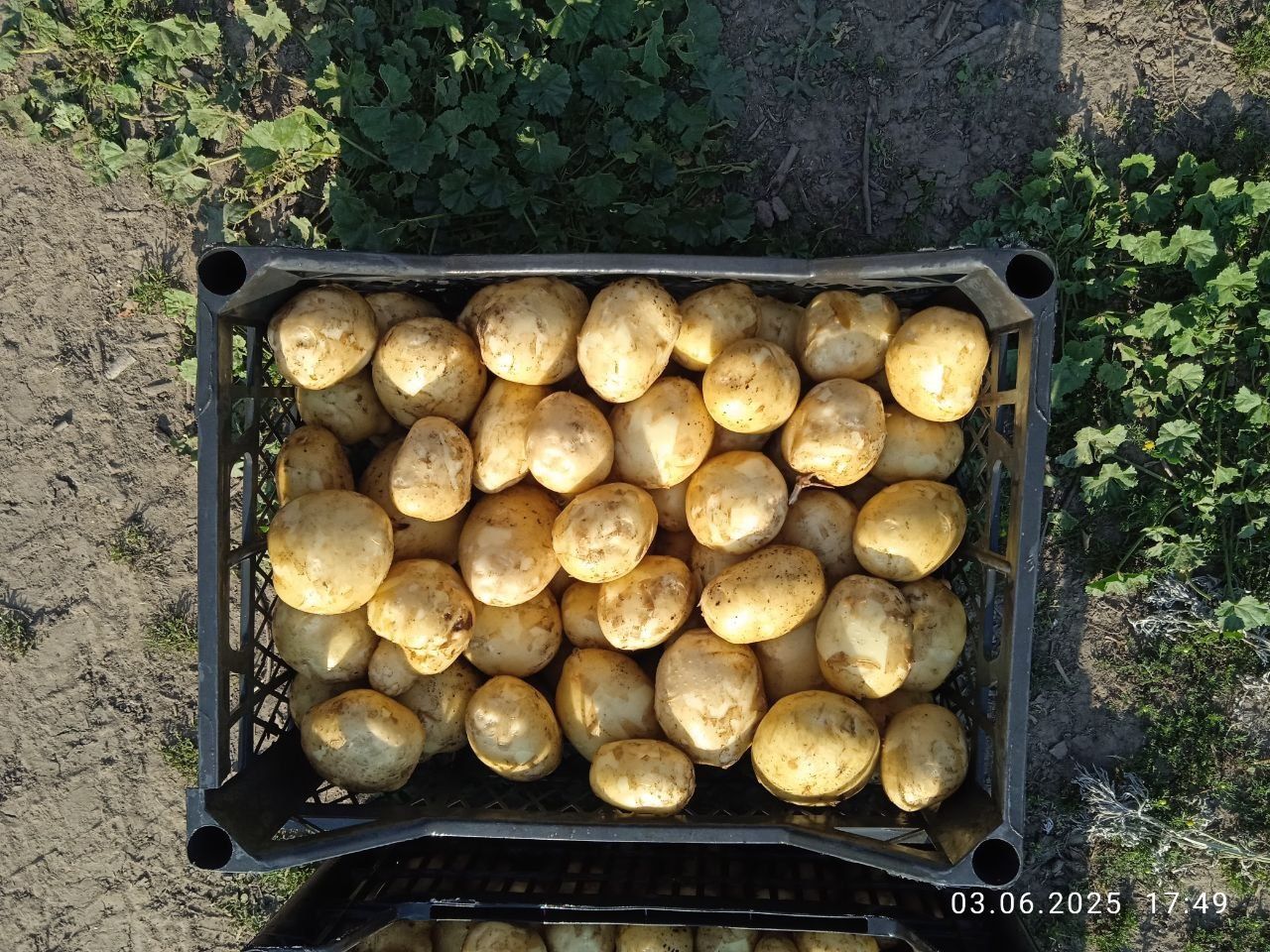 Продам молоду картоплю