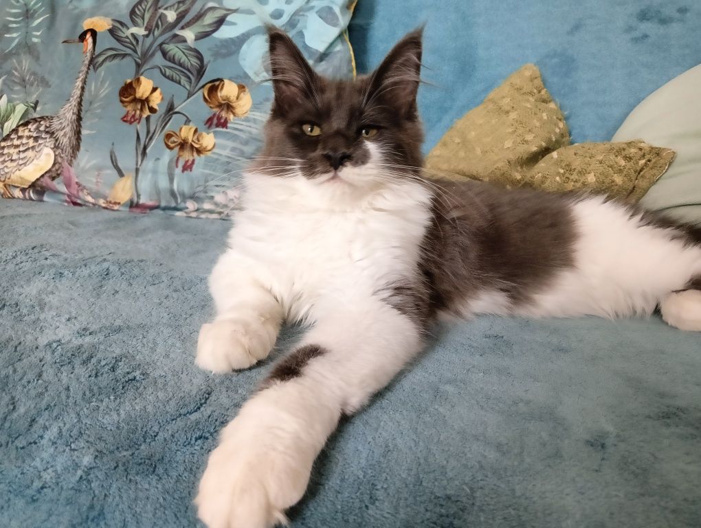 Maine coon dostojna koteczka niebieski solid z białym rodowód FPL